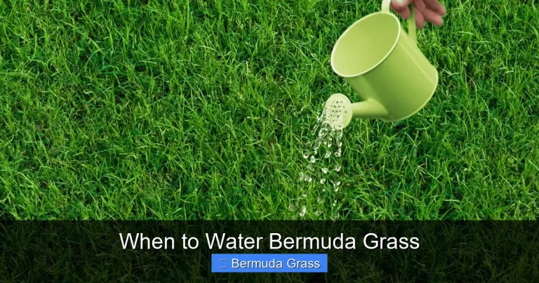 When to Water Bermuda Grass