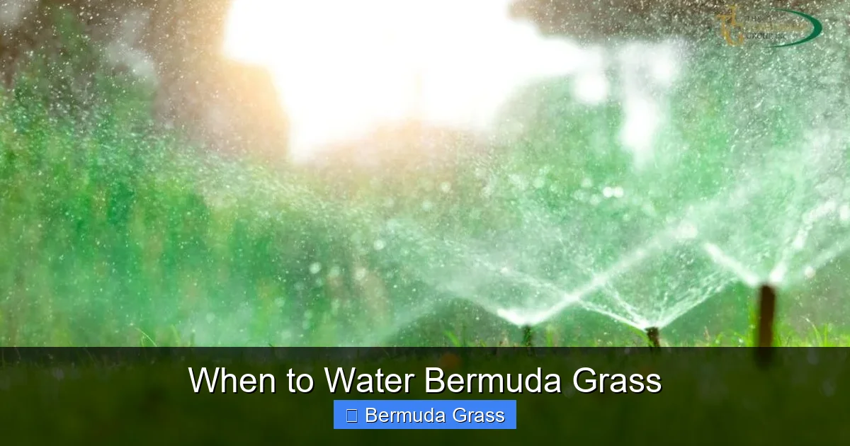 When to Water Bermuda Grass
