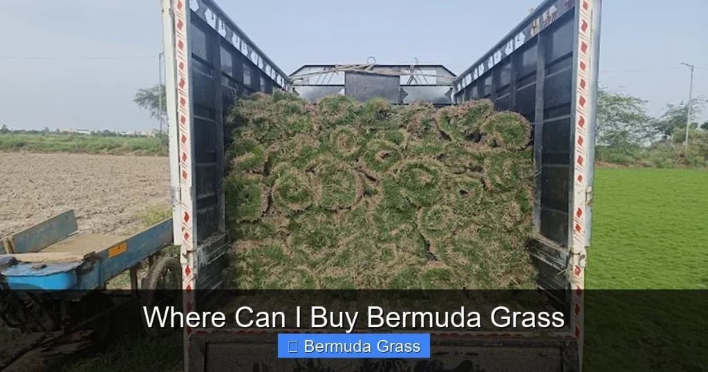 Where Can I Buy Bermuda Grass