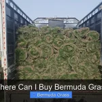 Where Can I Buy Bermuda Grass