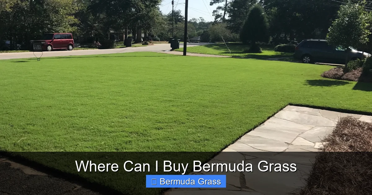 Where Can I Buy Bermuda Grass