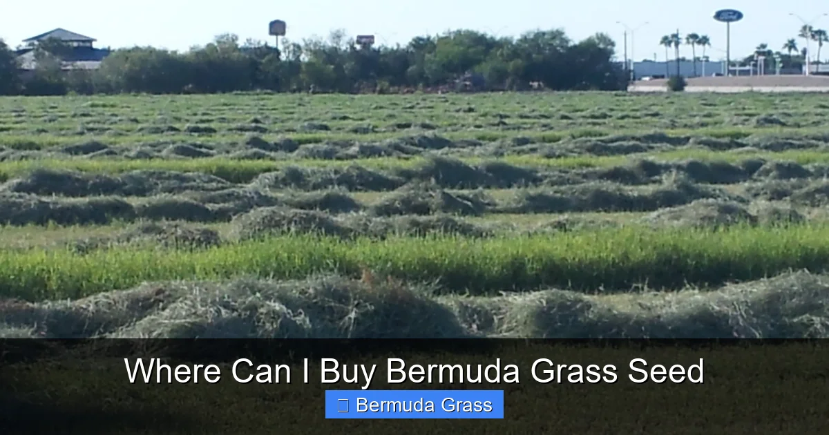Where Can I Buy Bermuda Grass Seed