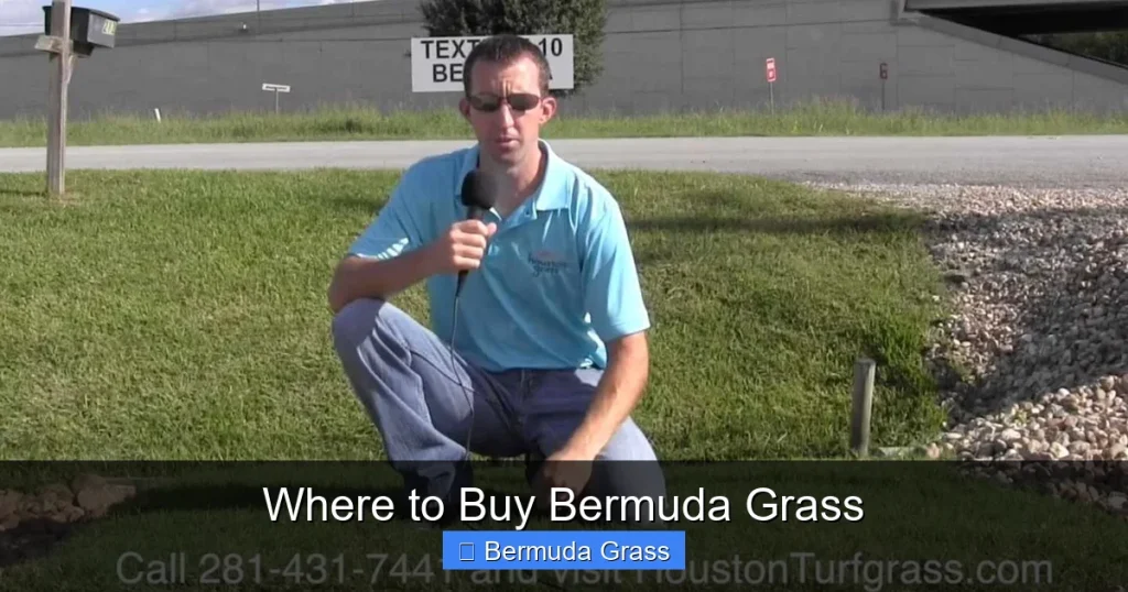 Where to Buy Bermuda Grass