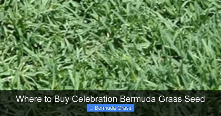 Where to Buy Celebration Bermuda Grass Seed
