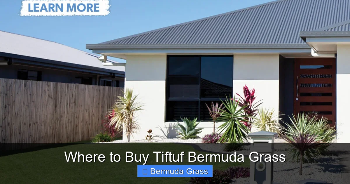 Where to Buy Tiftuf Bermuda Grass