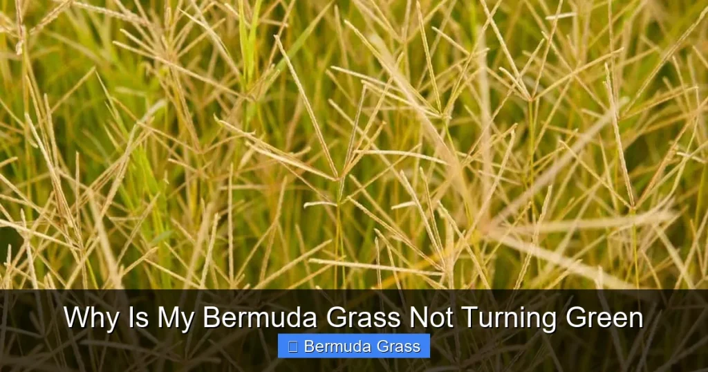 Why Is My Bermuda Grass Not Turning Green