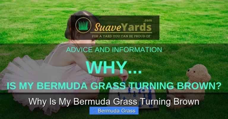 Why Is My Bermuda Grass Turning Brown