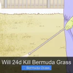 Will 24d Kill Bermuda Grass