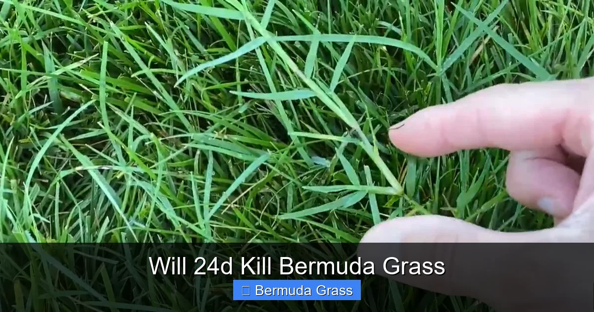Will 24d Kill Bermuda Grass