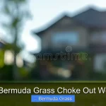 Will Bermuda Grass Choke Out Weeds