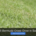 Will Bermuda Grass Grow in Sand
