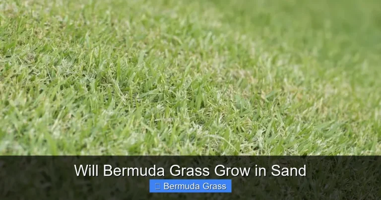 Will Bermuda Grass Grow in Sand