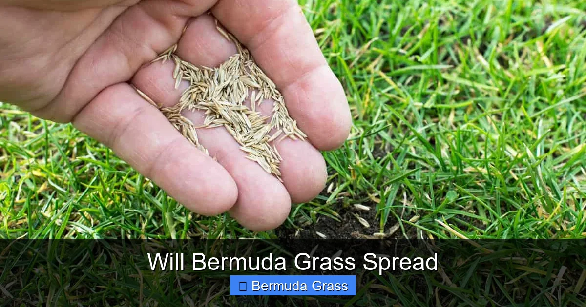 Will Bermuda Grass Spread