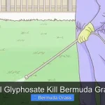 Will Glyphosate Kill Bermuda Grass