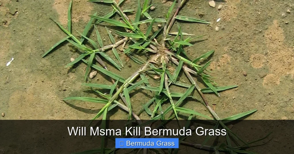 Will Msma Kill Bermuda Grass