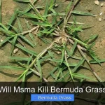 Will Msma Kill Bermuda Grass