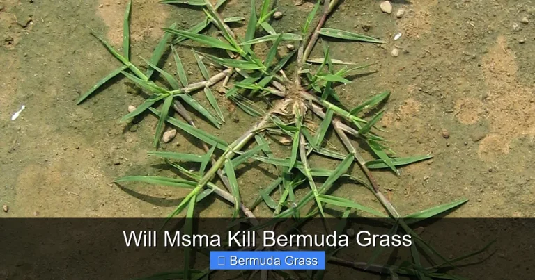 Will Msma Kill Bermuda Grass