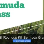 Will Roundup Kill Bermuda Grass