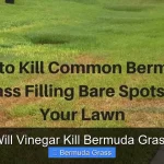 Will Vinegar Kill Bermuda Grass