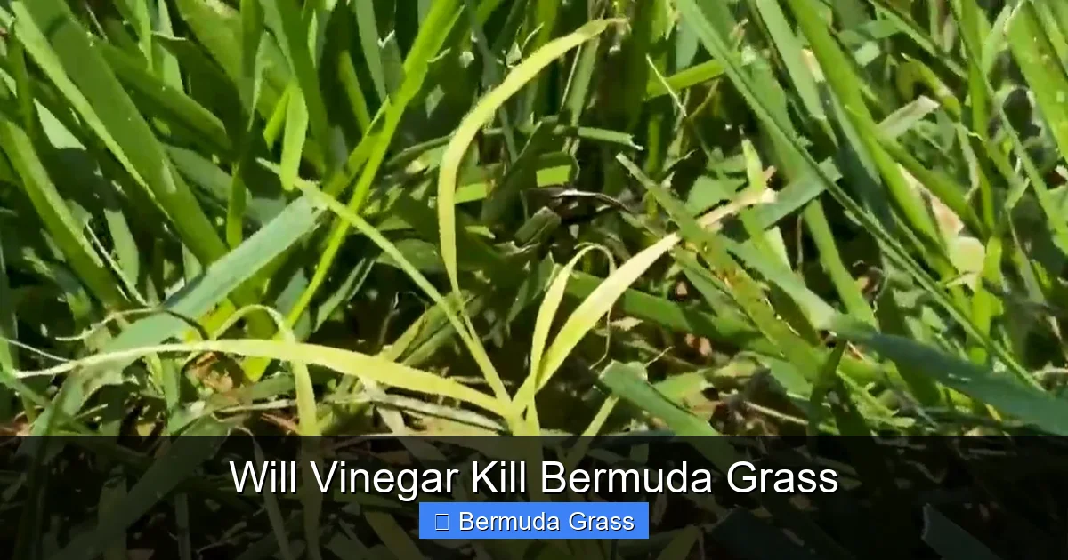 Will Vinegar Kill Bermuda Grass