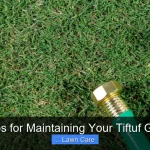 5 Tips for Maintaining Your Tiftuf Grass