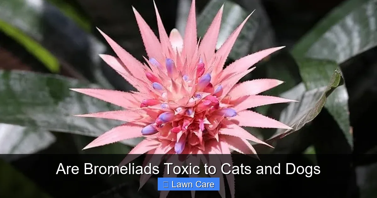 Are Bromeliads Toxic to Cats and Dogs
