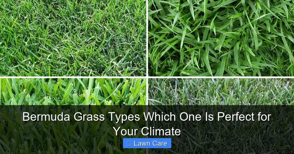 Bermuda Grass Types Which One Is Perfect for Your Climate