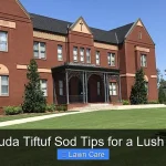 Bermuda Tiftuf Sod Tips for a Lush Lawn