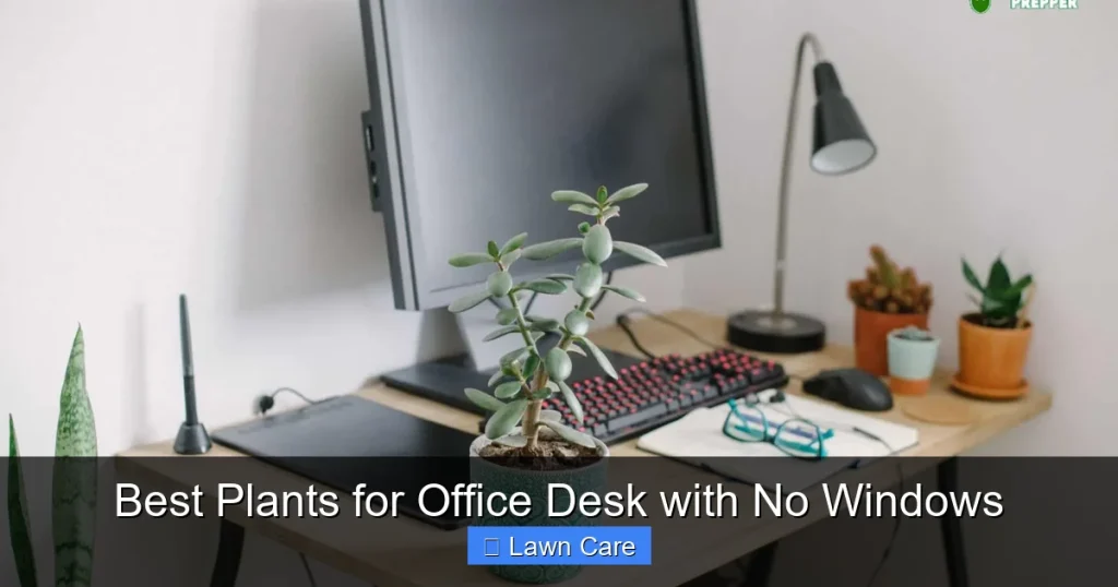 Best Plants for Office Desk with No Windows