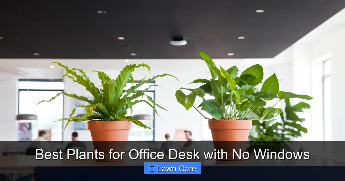 Best Plants for Office Desk with No Windows