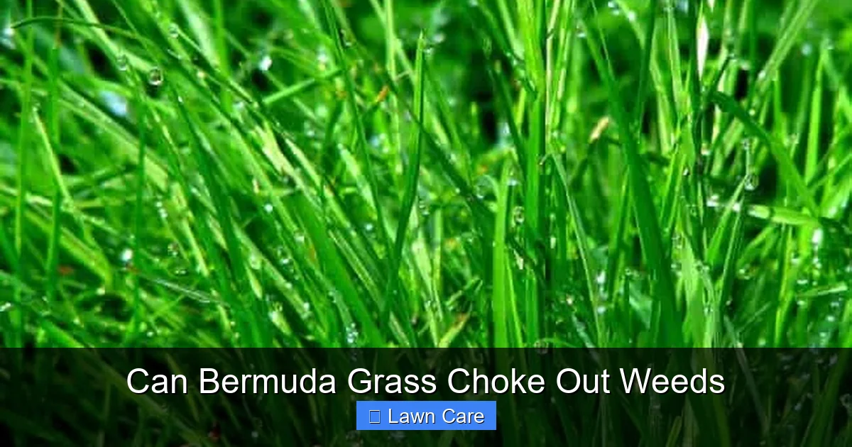 Can Bermuda Grass Choke Out Weeds