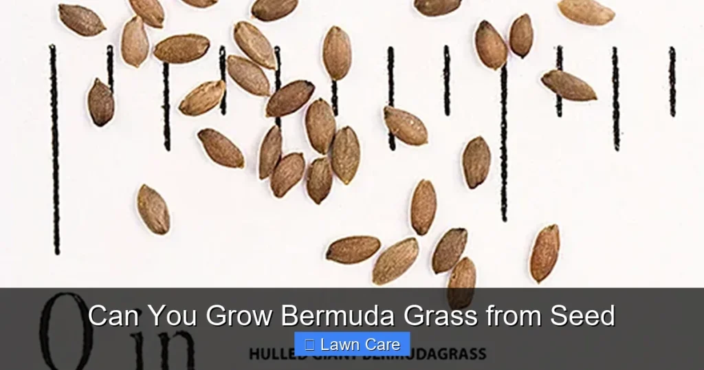 Can You Grow Bermuda Grass from Seed