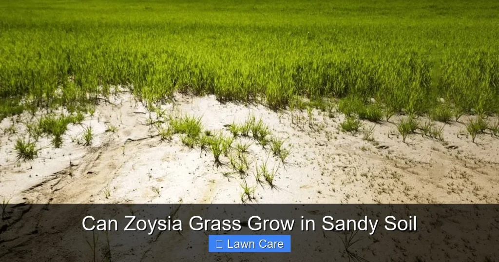 Can Zoysia Grass Grow in Sandy Soil
