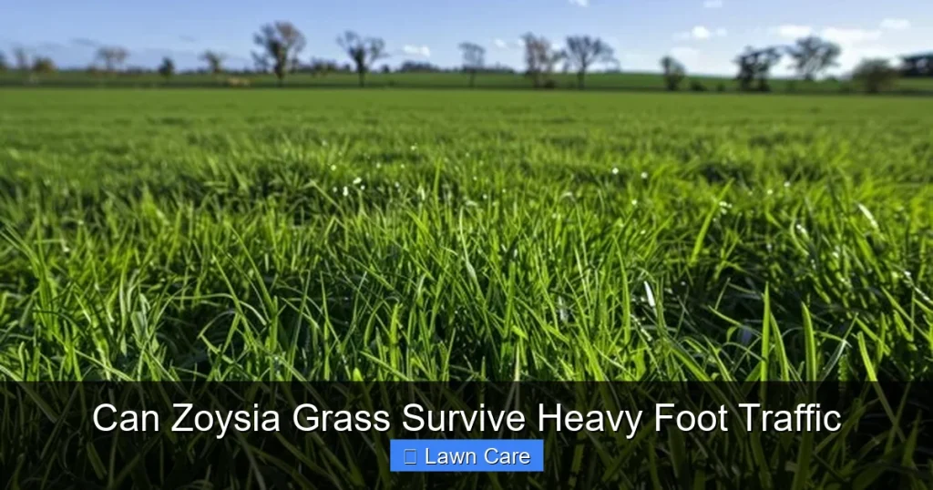 Can Zoysia Grass Survive Heavy Foot Traffic