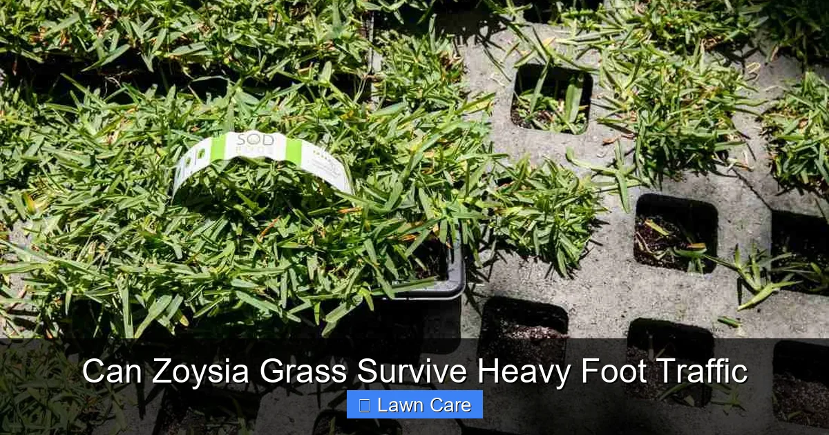 Can Zoysia Grass Survive Heavy Foot Traffic