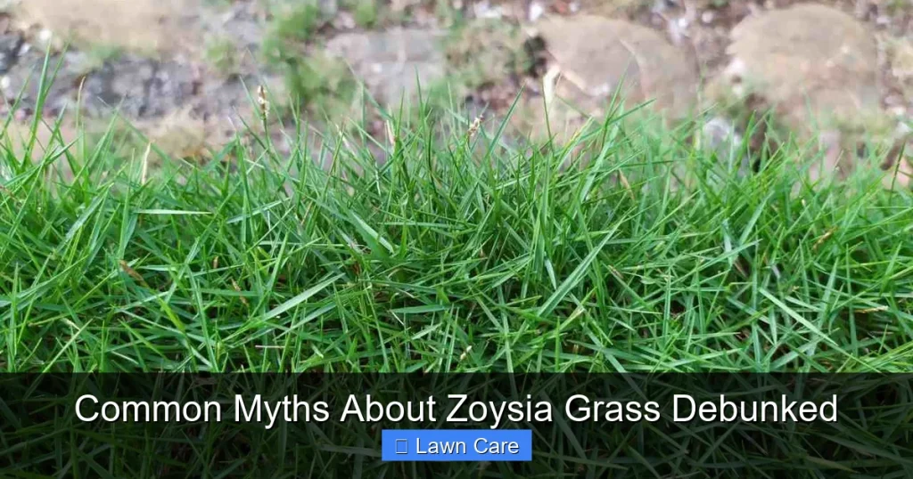 Common Myths About Zoysia Grass Debunked