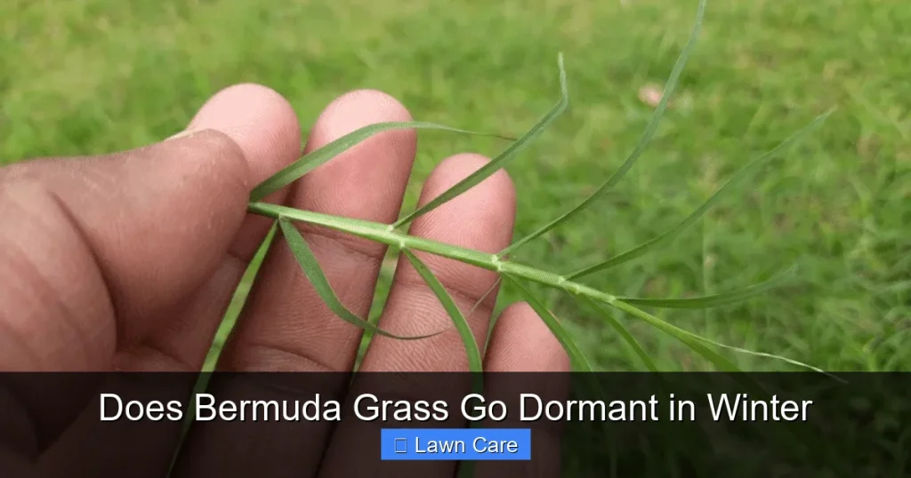 Does Bermuda Grass Go Dormant in Winter