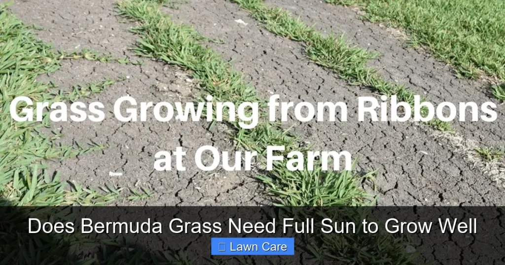 Does Bermuda Grass Need Full Sun to Grow Well