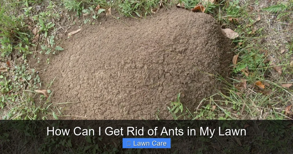 How Can I Get Rid of Ants in My Lawn