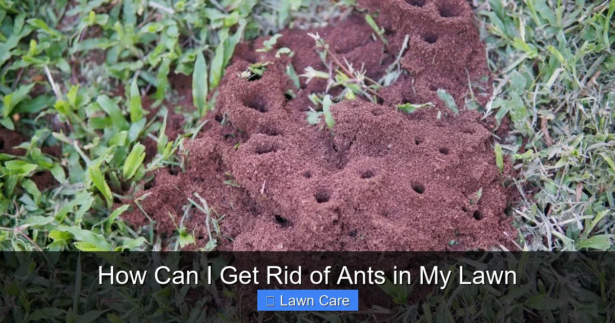 How Can I Get Rid of Ants in My Lawn