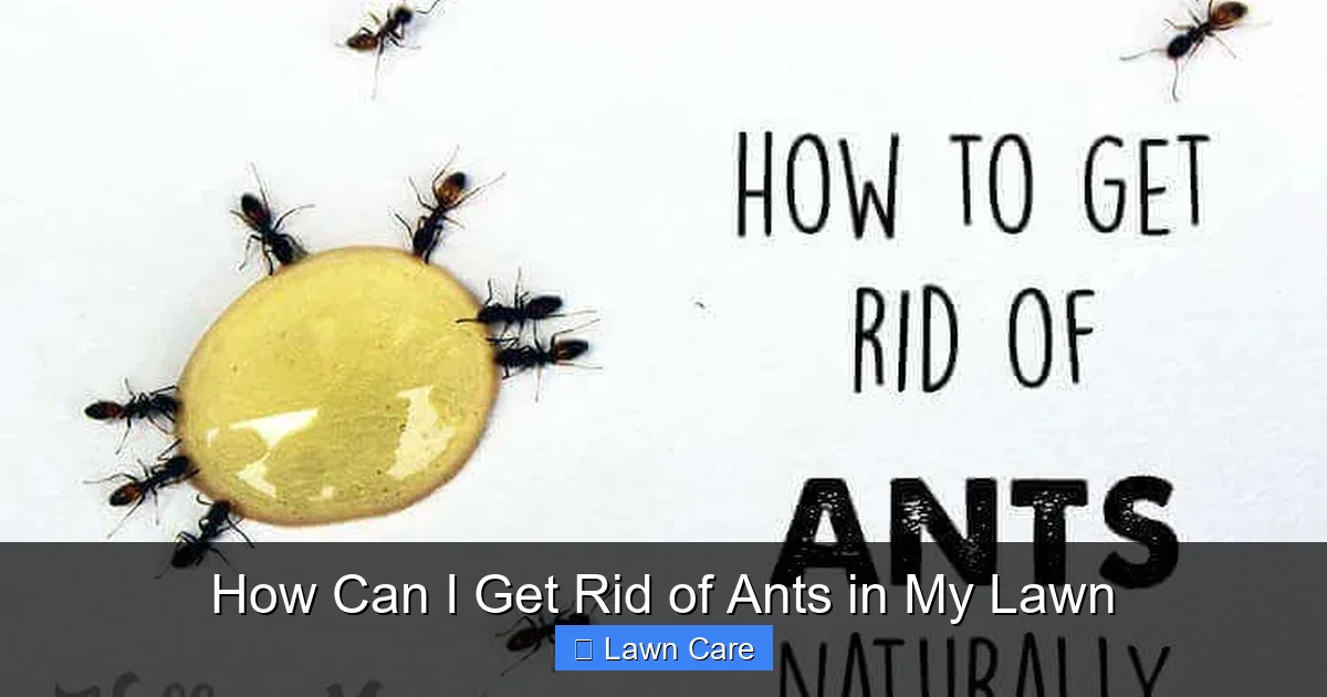 How Can I Get Rid of Ants in My Lawn