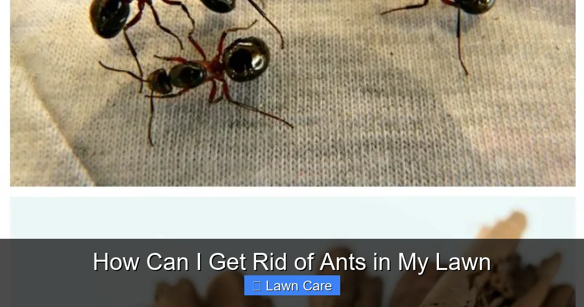 How Can I Get Rid of Ants in My Lawn