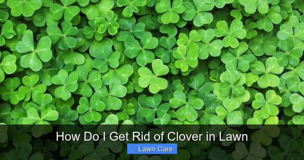 How Do I Get Rid of Clover in Lawn