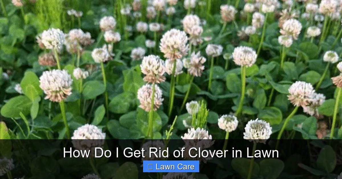 How Do I Get Rid of Clover in Lawn