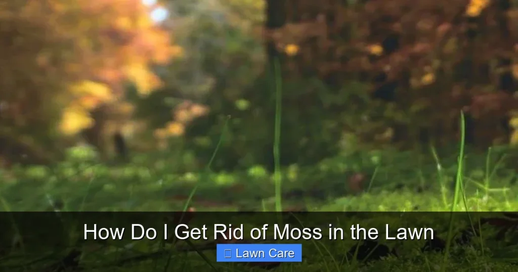 How Do I Get Rid of Moss in the Lawn