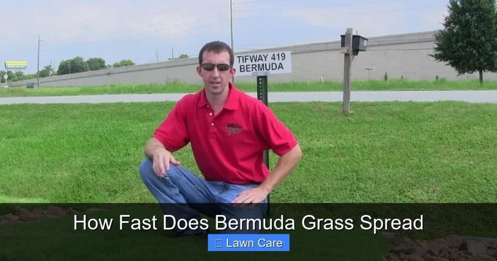 How Fast Does Bermuda Grass Spread