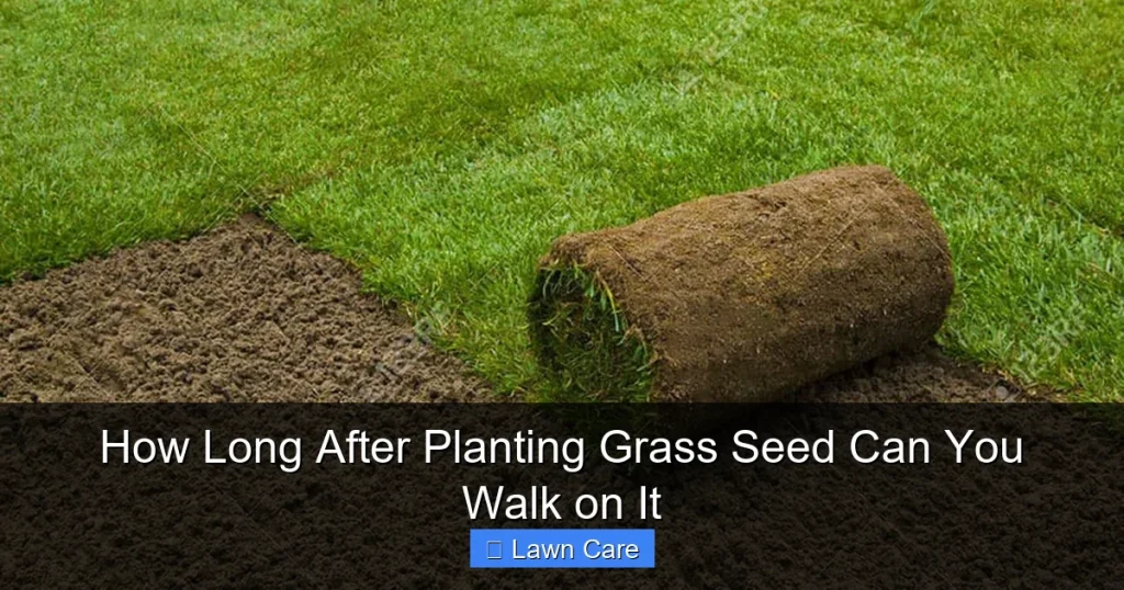 How Long After Planting Grass Seed Can You Walk on It