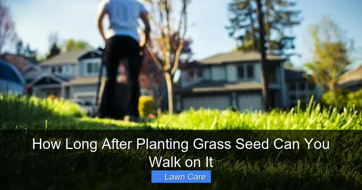 How Long After Planting Grass Seed Can You Walk on It