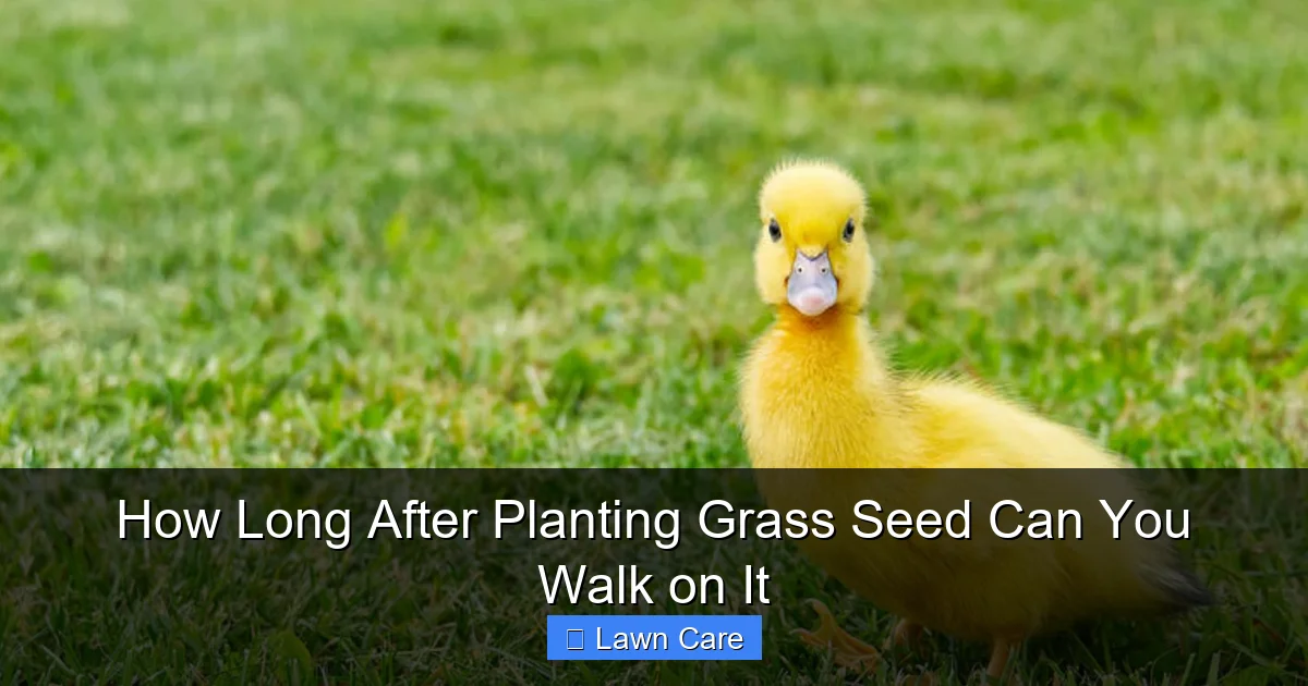 How Long After Planting Grass Seed Can You Walk on It