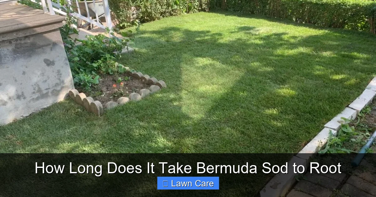 How Long Does It Take Bermuda Sod to Root